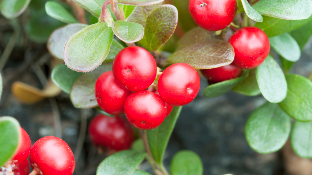 Bearberry - foods to help manage diabetes