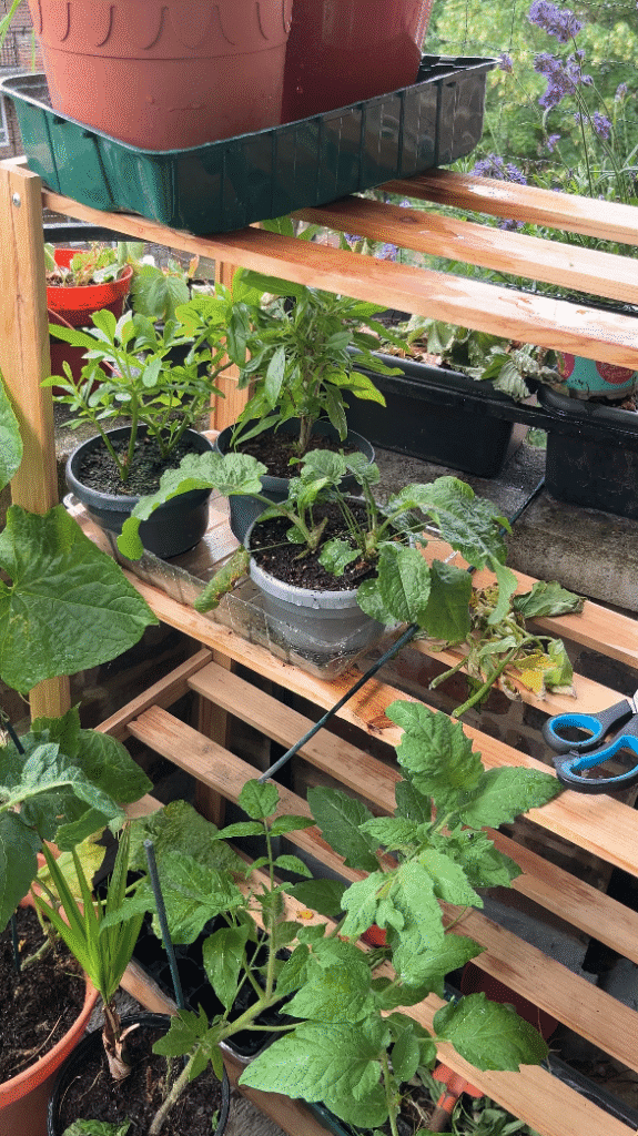 Black gardening uk_growing your own food in balcony garden