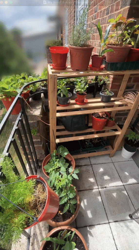 Growing your own food in balcony garden UK