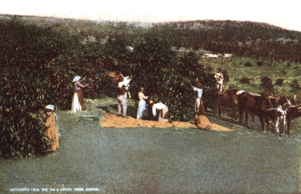 Benefits of Coffee. The war on coffee. Old photo showing coffee collection in a Sao Paolo Estate