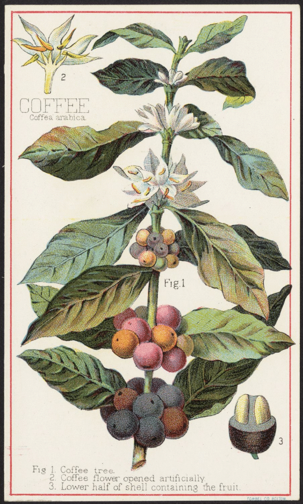 Benefits of coffee. War on coffee. Vintage illustration print of coffee plant