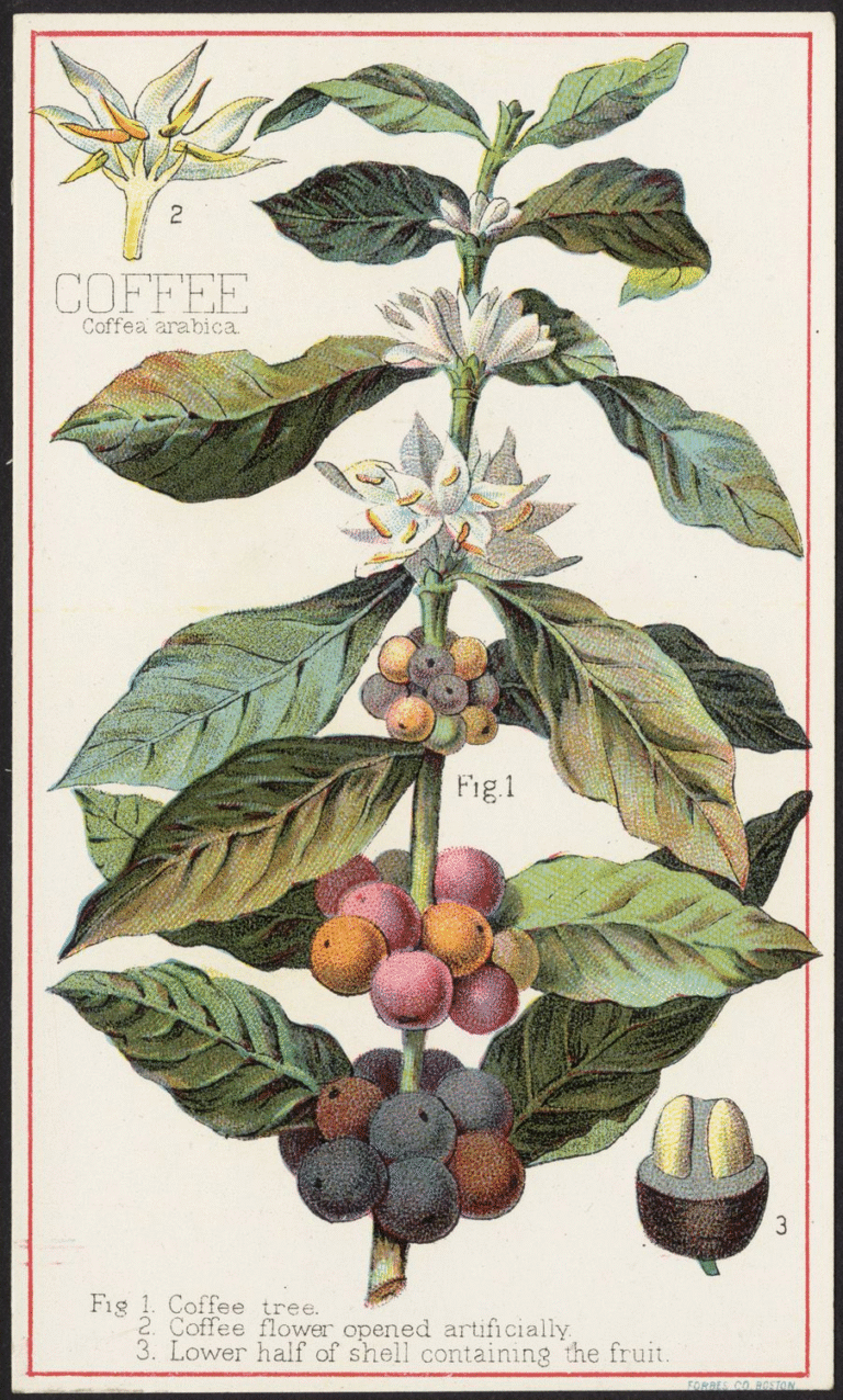 Benefits of coffee. War on coffee. Vintage illustration print of coffee plant