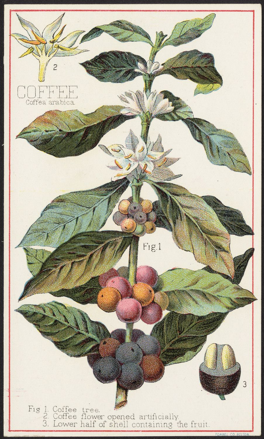 Benefits of coffee. War on coffee. Vintage illustration print of coffee plant